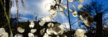 Gartenherbst
