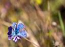 blaufalter